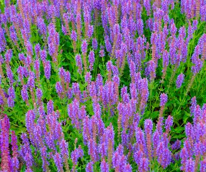 Gifts of Siberia: Sage